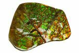 Iridescent Ammolite (Fossil Ammonite Shell) - Alberta, Canada #143559-1